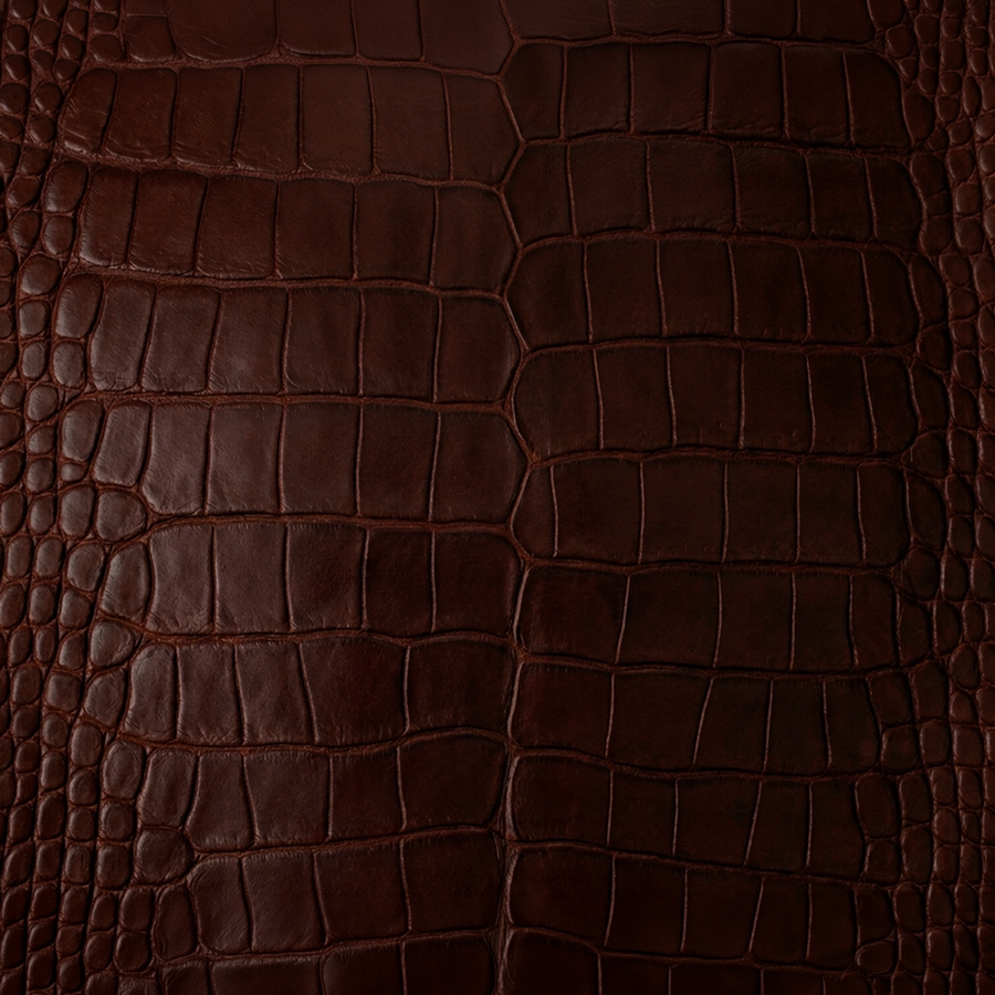 American Alligator Belly