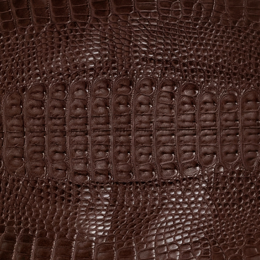 Hornback American Alligator