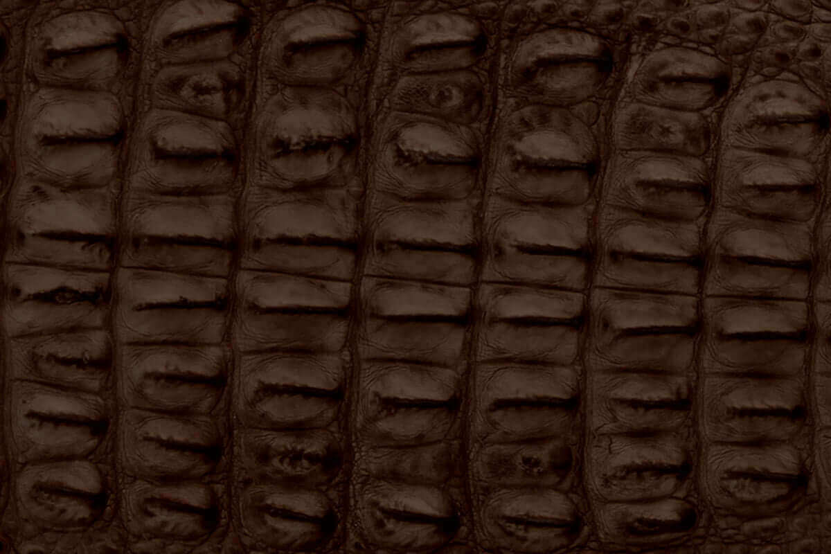 Mocha American Alligator