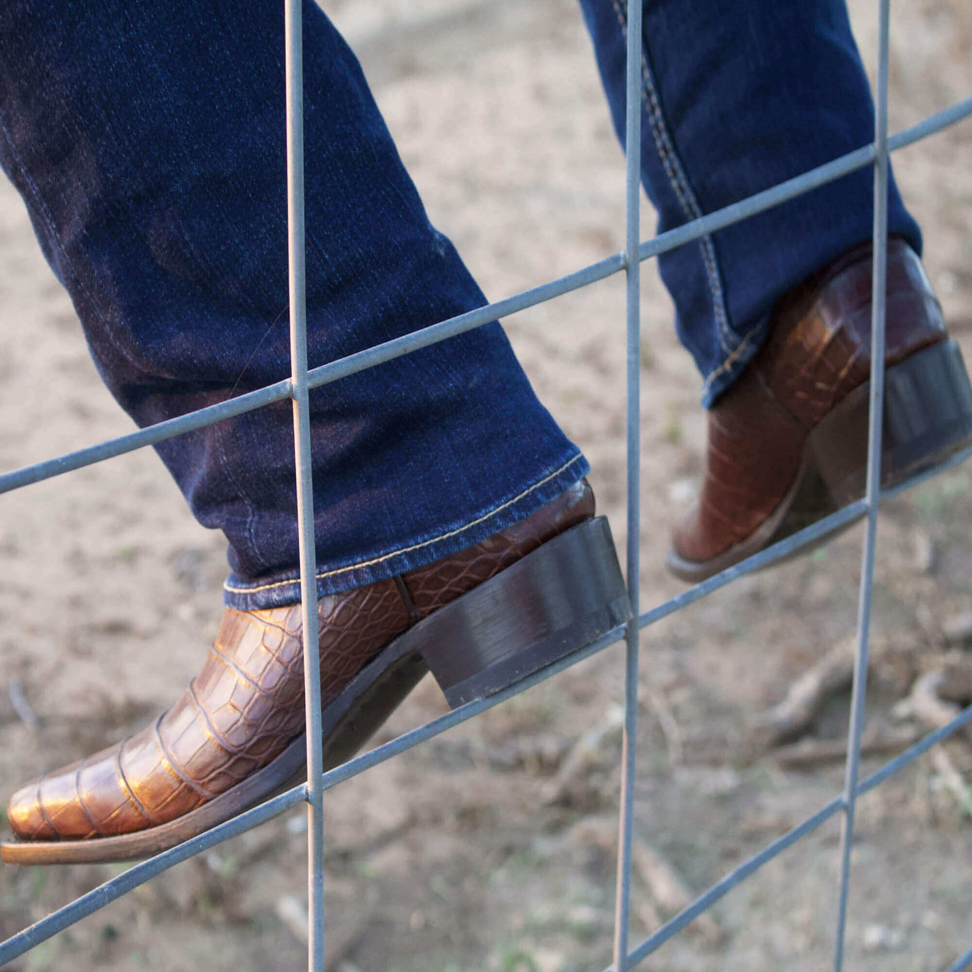 MEN'S AMERICAN ALLIGATOR BELLY MOCHA COWBOY BOOT by Vaccari