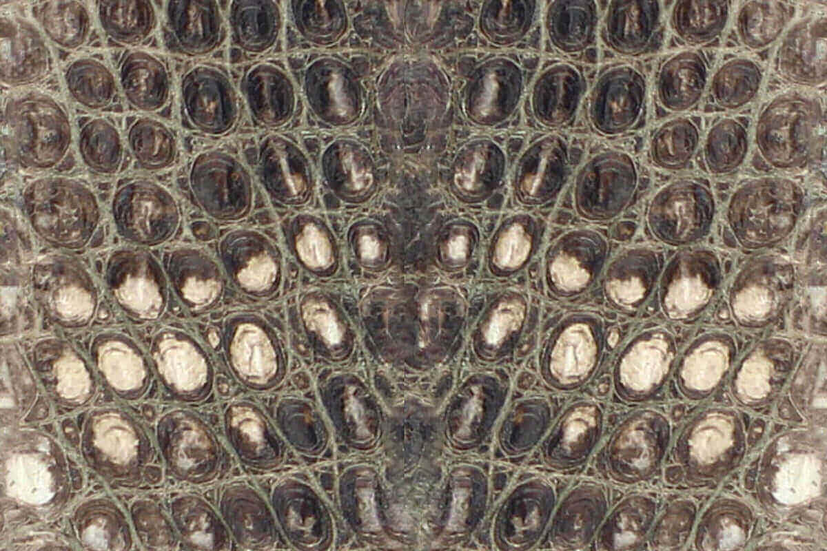 Swatch of Natural American Alligator