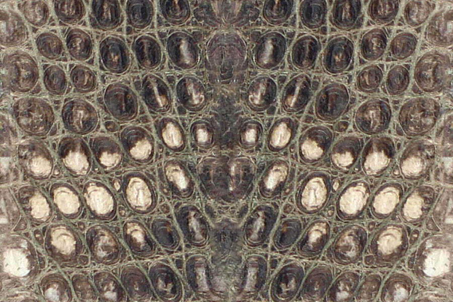 Natural American Alligator