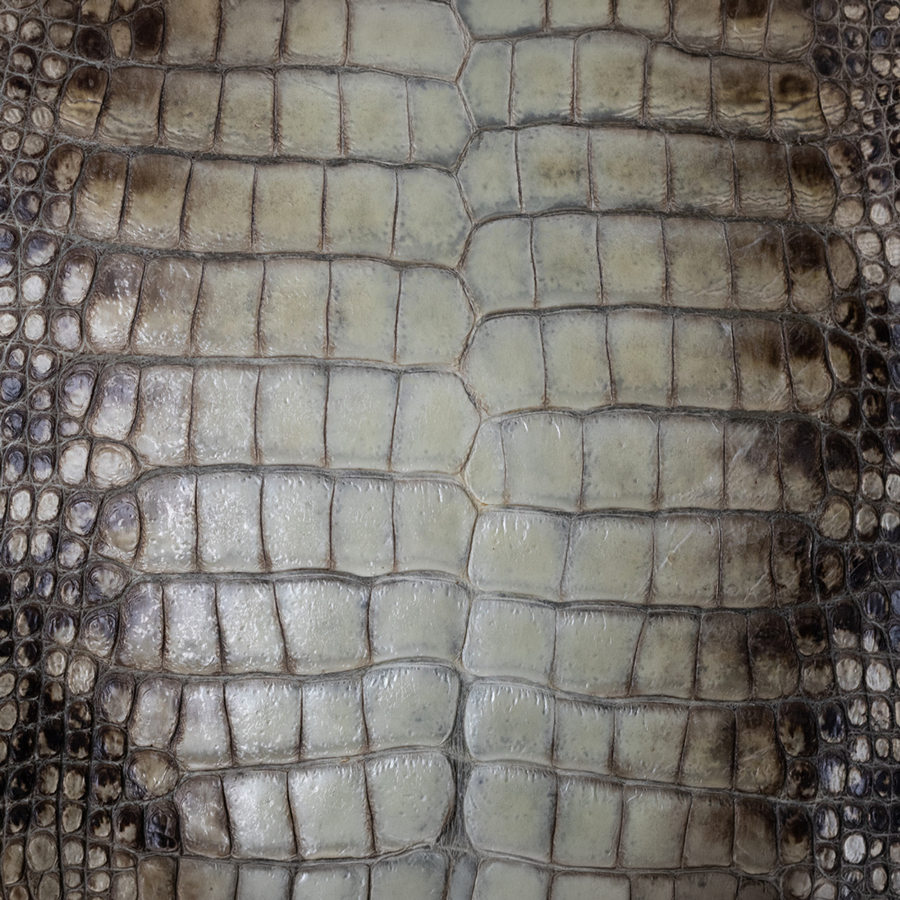 Natural American Alligator