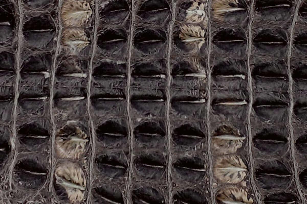 Swatch of American Alligator