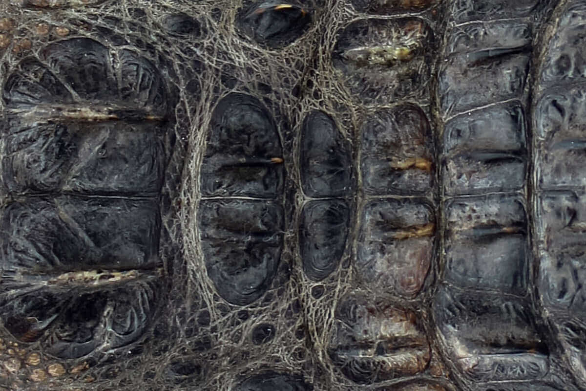 Swatch of American Alligator