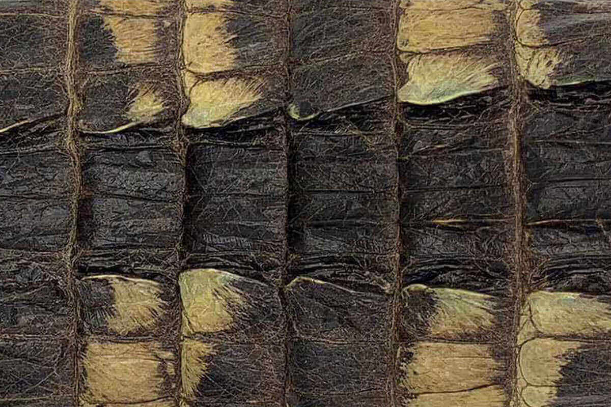 Swatch of Natural American Alligator