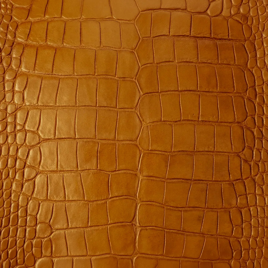American Alligator Belly