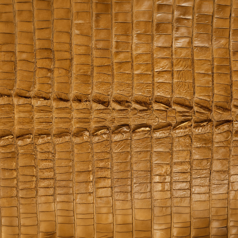 American Alligator Hornback Tail