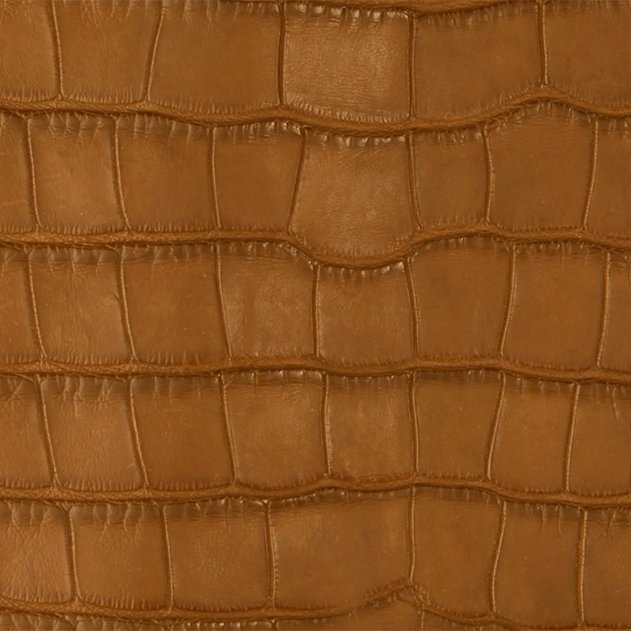 American Alligator Belly