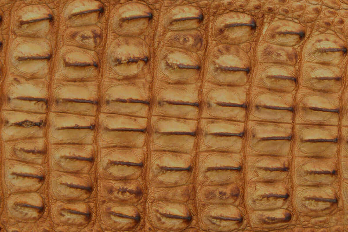 Tan American Alligator