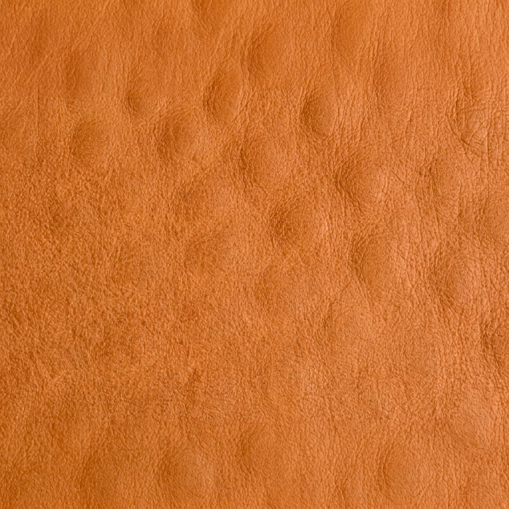 Smooth Ostrich
