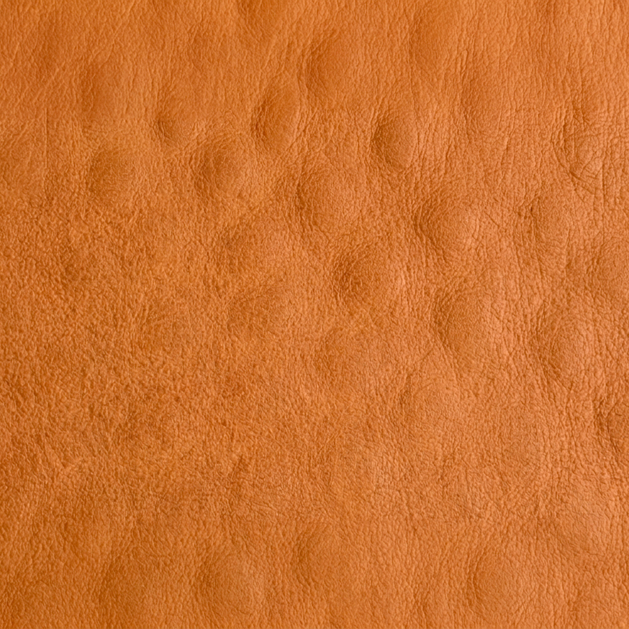 Smooth Ostrich