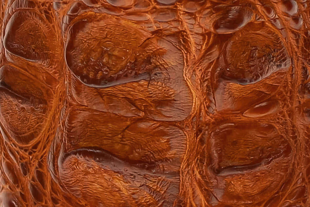 Swatch of American Alligator